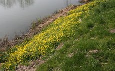 Scharbockskraut- 040.jpg